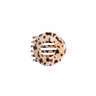 Blonde Tortoise