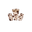 Blonde Tortoise