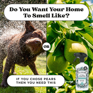 Pet odor eliminator spray bottle with black trigger sprayer, next to pear and dog imagery