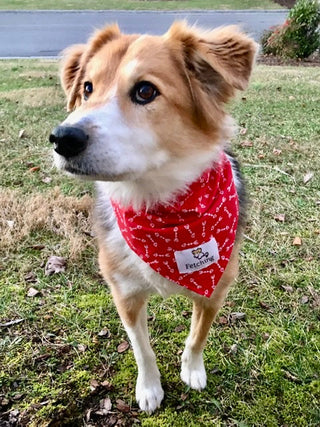 Dog wearing a Fetching bandana