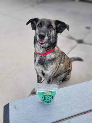 "Adopt Me!" Dog Treats (donate a bag to a shelter pet!)