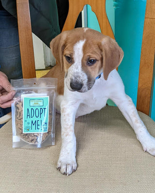 "Adopt Me!" Dog Treats (donate a bag to a shelter pet!)