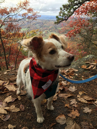Dog wearing a buffalo plaid Fetching bandana