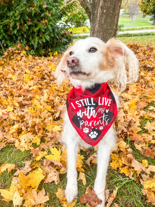 Large dog bandana in red with white 'I STILL LIVE WITH MY PARENTS'
