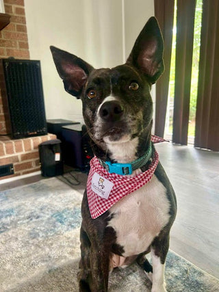 Large dog bandana, red gingham bib with neck tie