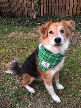 Jeffrey the rescue dog wearing a green plaid Fetching bandana