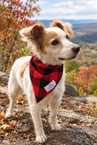 Dog wearing a Fetching cotton bandana